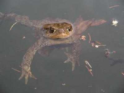 Bulgarian wildlife